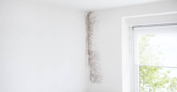 Best Biohazard Mold Removal  in Evans City, PA