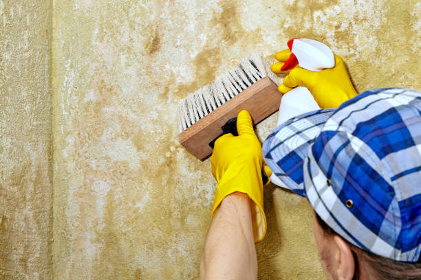 Best Mold-Related Health Consultation  in Evans City, PA