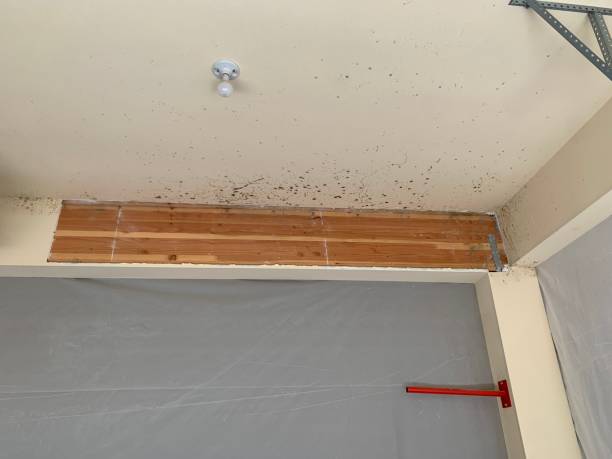 Best Mold Remediation for Healthcare Facilities  in Evans City, PA